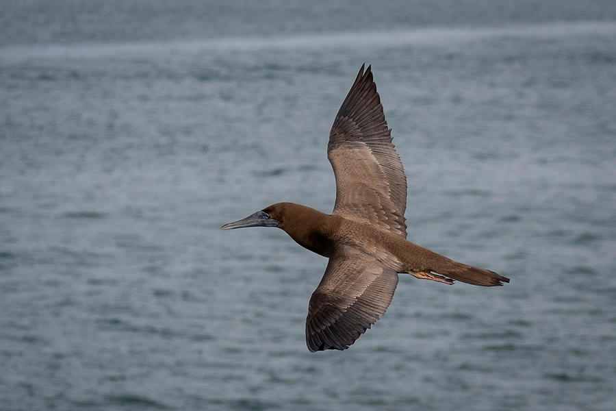 Brown Booby in Flight Photograph by Bradford Martin