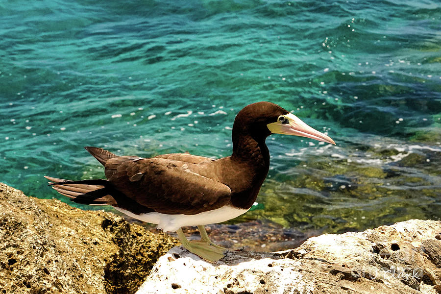 Brown Booby Painting