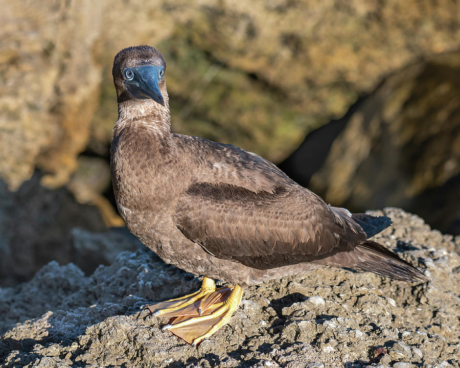 Brown Booby on a Rock Photograph by Bradford Martin