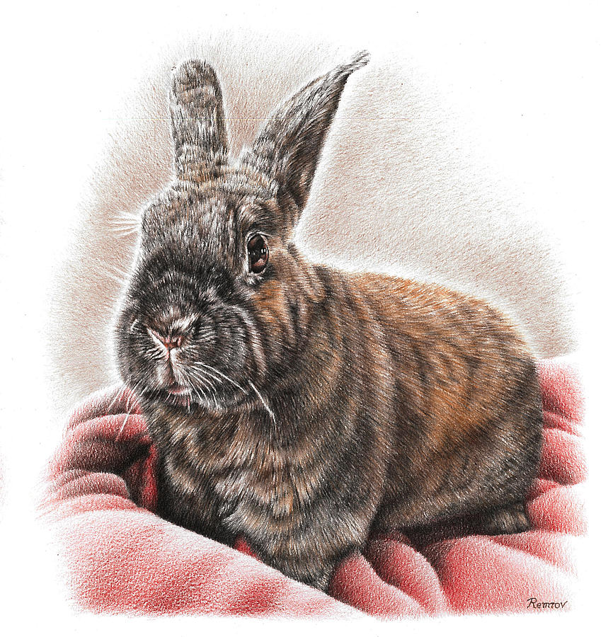 Brown Bunny Drawing by Casey Remrov Vormer