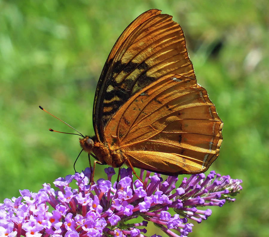 Brown Butterfly on Bush Photograph by Duane McCullough