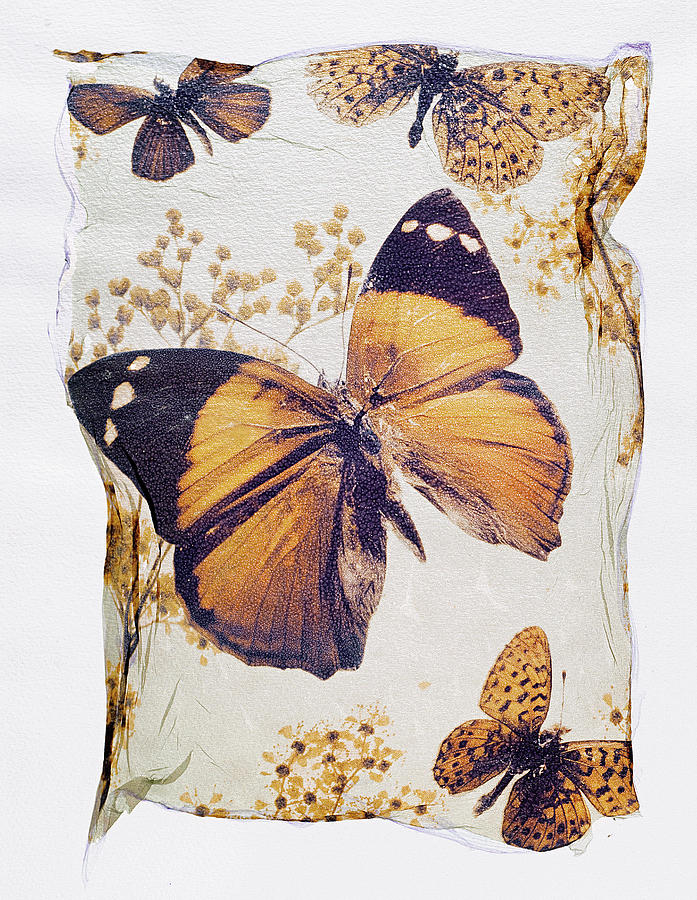 Brown Butterfly Polaroid lift photo  Photograph by Paul E Williams