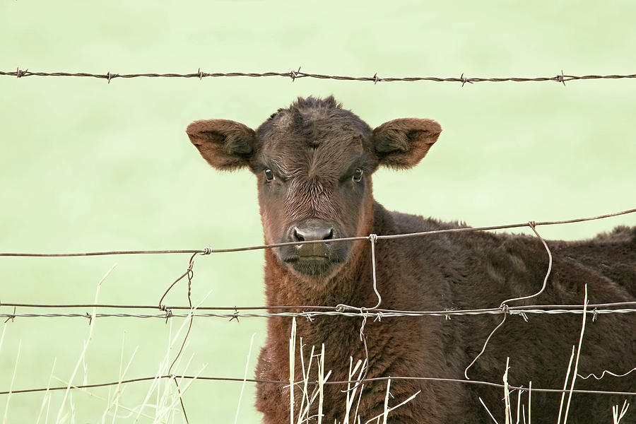Brown Calf Gaze Photograph by Jennie Marie Schell
