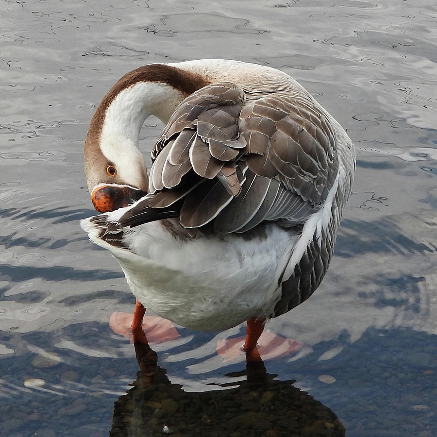 Brown Chinese Goose Photograph by Lindy Pollard