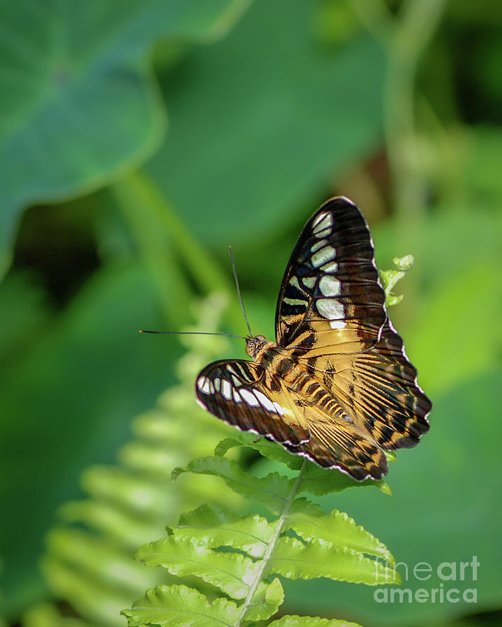 Brown Clipper Butterfly on Fern Leaf Photograph by Nancy Gleason