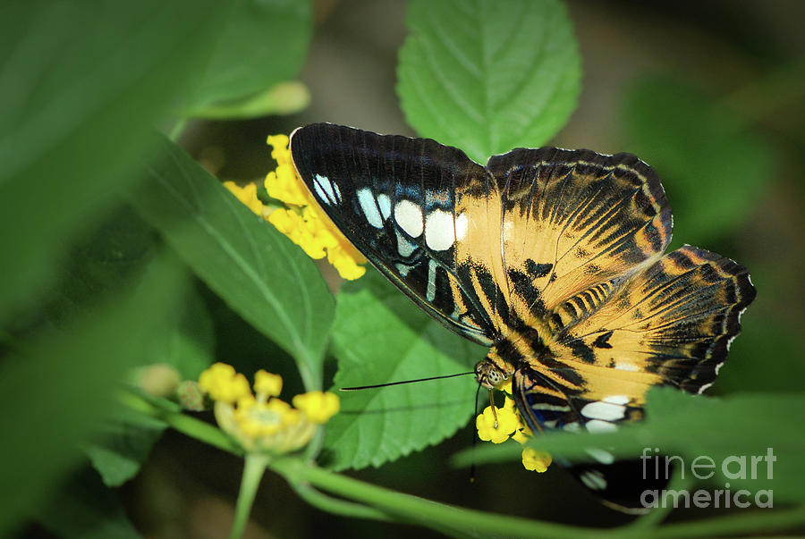 Brown Clipper Butterfly on Yellow Flower Photograph by Nancy Gleason