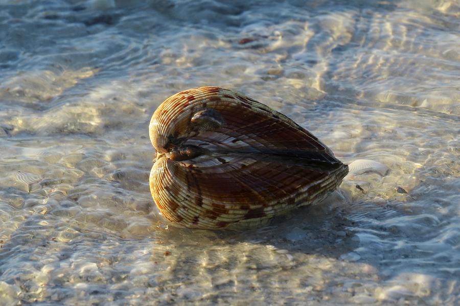 Brown Cockle Shell on Sanibel  Photograph by Melinda Saminski