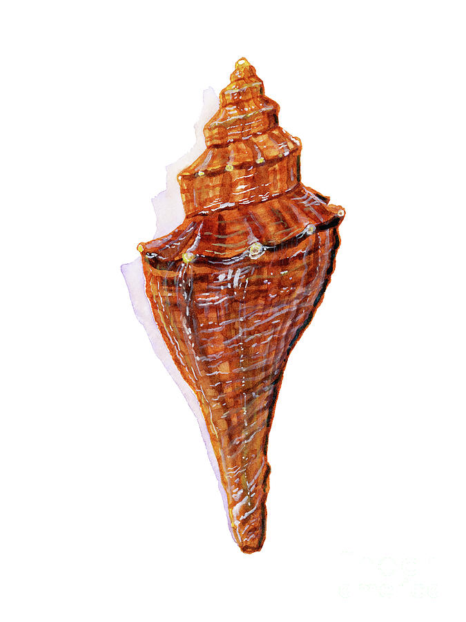 Brown Conch Seashell Painting