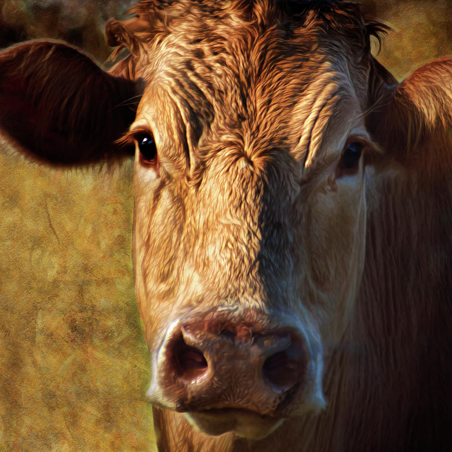 Brown Cow Photograph by Ann Powell