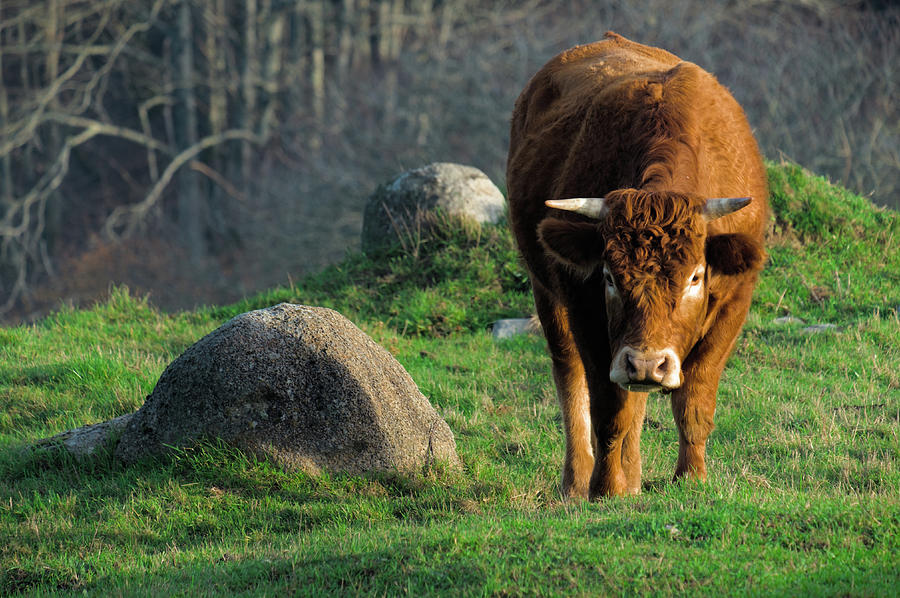 Brown Cow In The Algarve Countryside Photograph by Angelo DeVal