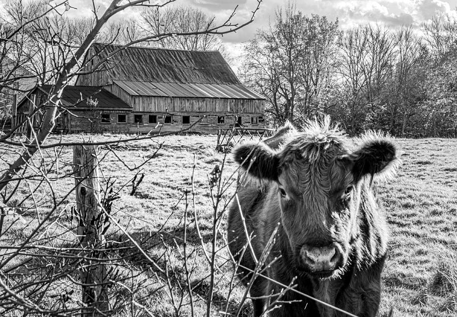 Brown Cow Photograph by Mark Martins - Fine Art America