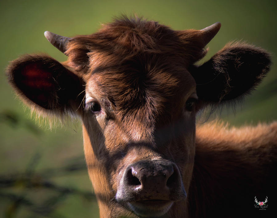 Brown Cow Photograph by Pam Rendall
