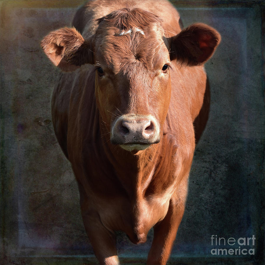 Brown Cow Photograph by Yvonne Johnstone