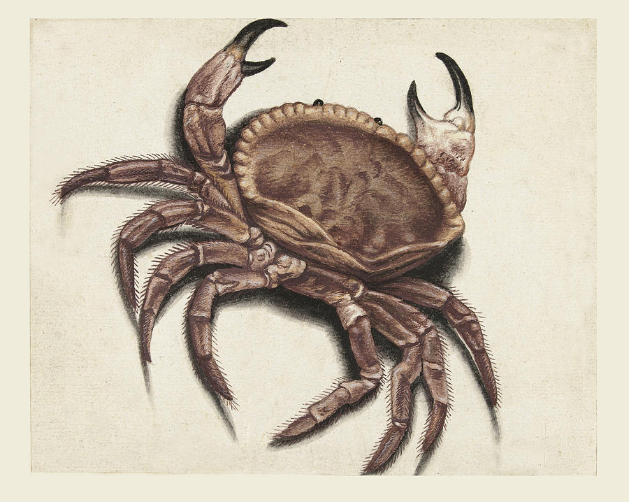 Brown crab Drawing by Anonymous
