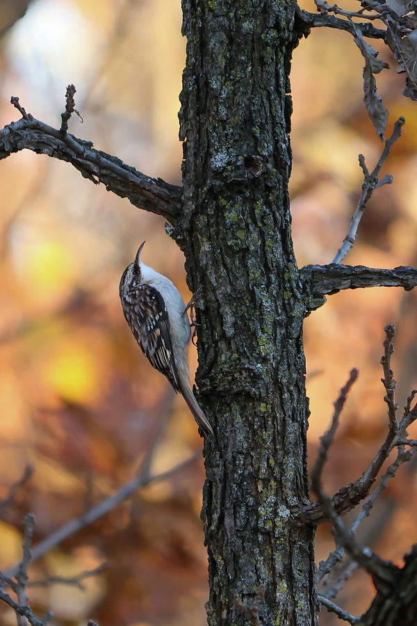 Brown Creeper Photograph by Brook Burling
