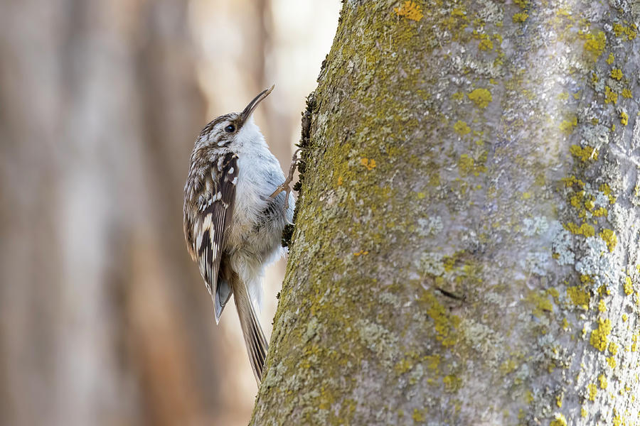 Brown creeper with prey Photograph by Mircea Costina Photography
