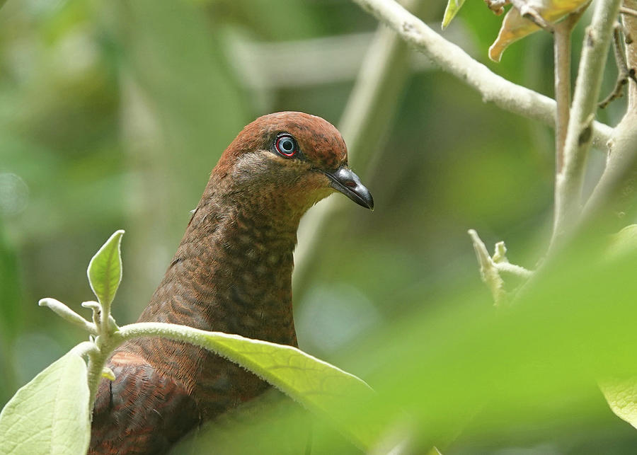 Brown Cuckoo-Dove Photograph by Maryse Jansen
