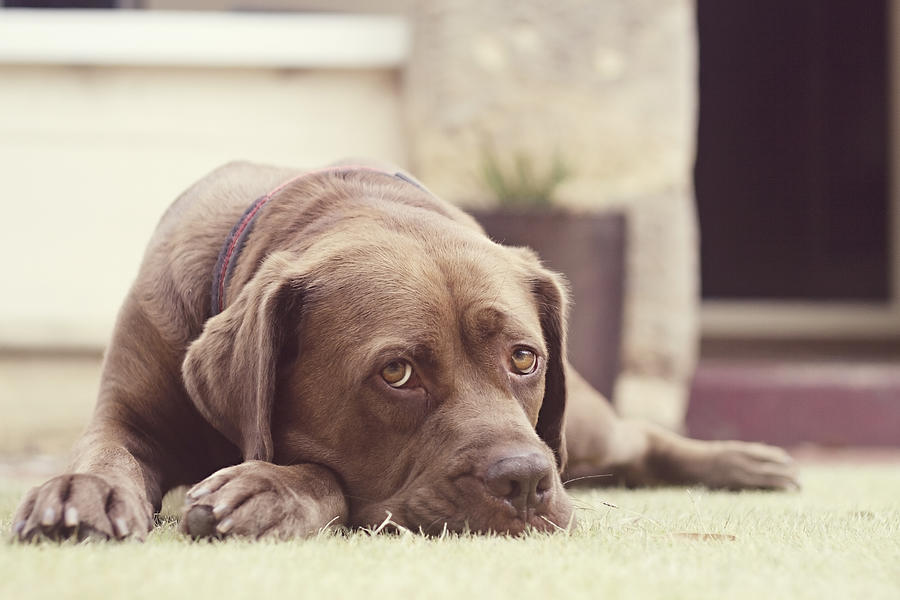 Brown dog lying on grass Photograph by Little Brown Rabbit Photography