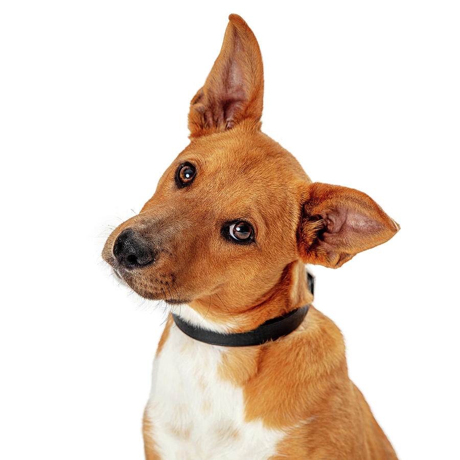 Brown Dog Tilting Head Listening Isolated Photograph by Good Focused