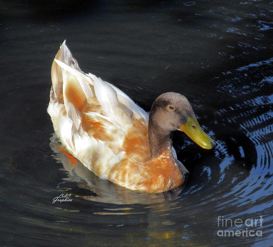Brown Duck  Photograph by CAC Graphics