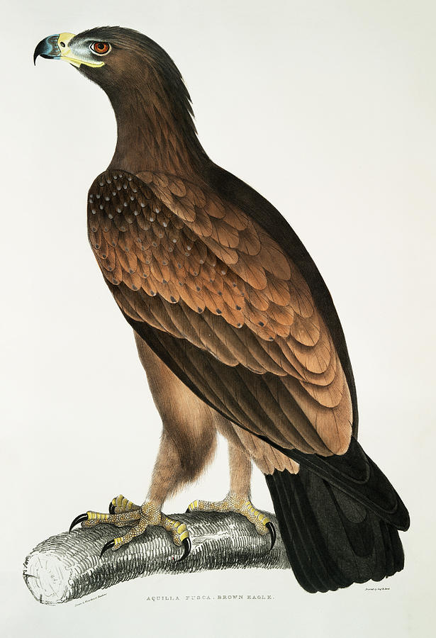 Brown Eagle Mixed Media by World Art Collective