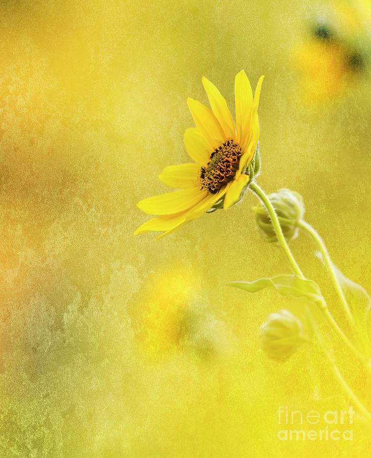 Brown eyed Susan with Textures Pyrography by Joseph Miko