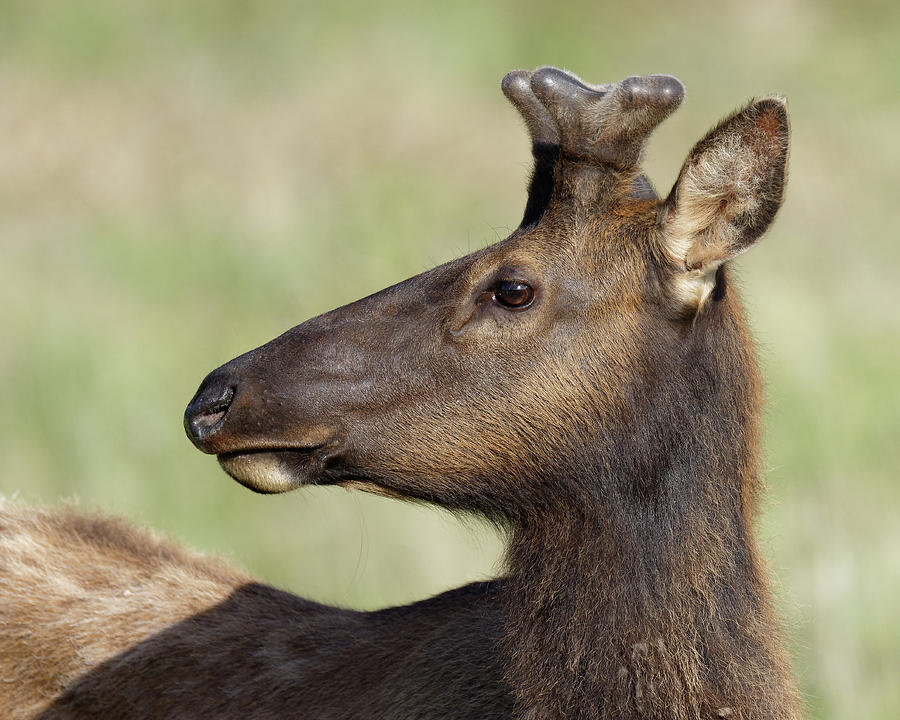 Brown Eyes -- Roosevelt Elk in Redwood National Park, California Photograph by Darin Volpe