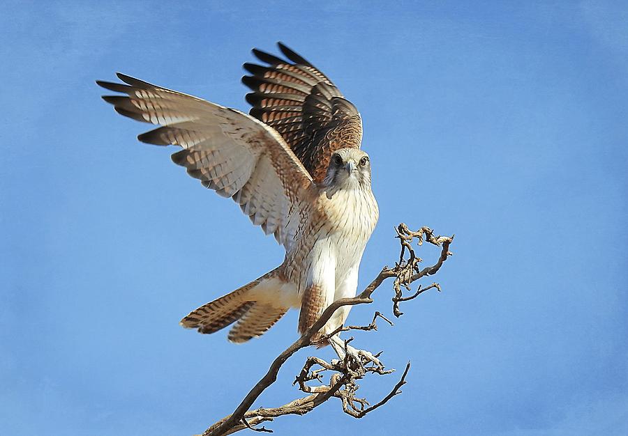 Brown Falcon Photograph by Louise Merigot