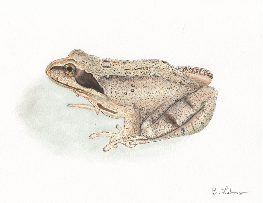Brown Frog #2 Painting by Bob Labno