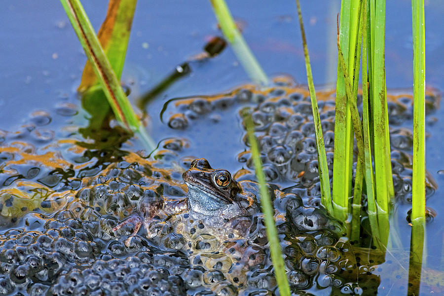 Brown Frog Among Frogspawn in Springtime Photograph by Arterra Picture Library