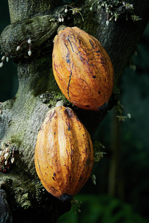 Brown Gold In Nuts. Cacao Tree Photograph