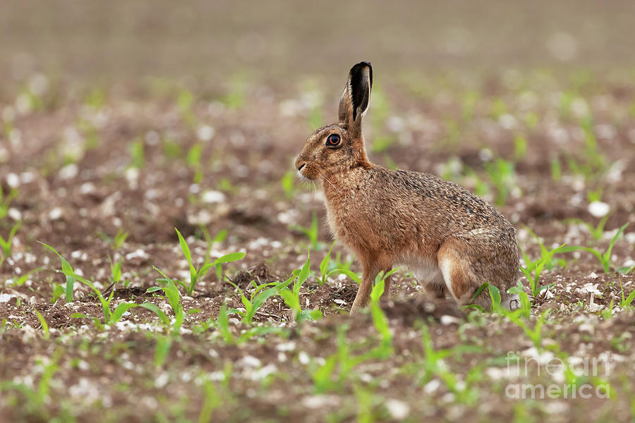 Norfolk brown hare at in a field of crops Photograph by Simon Bratt