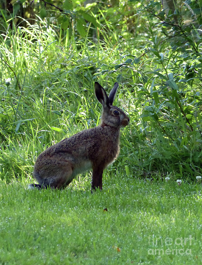 Brown Hare at woodland edge Photograph by Phil Banks