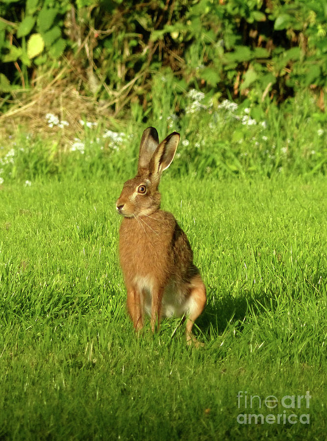 Wildlife Photograph - Brown hare in summer by Phil Banks