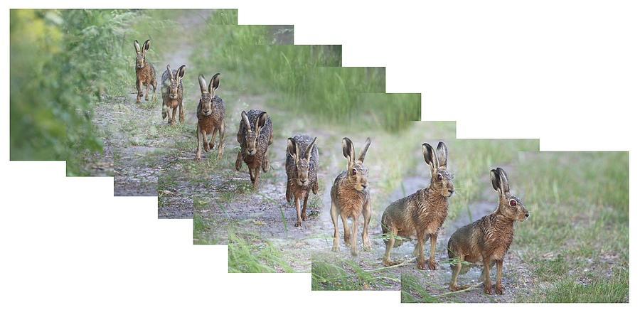 Brown Hare, Lepus europaeus, a photomontage. Photograph by Tony Mills