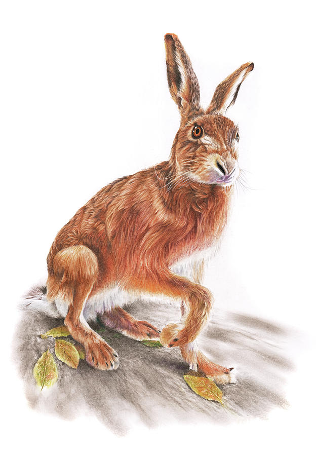 Brown Hare  Drawing by Peter Williams