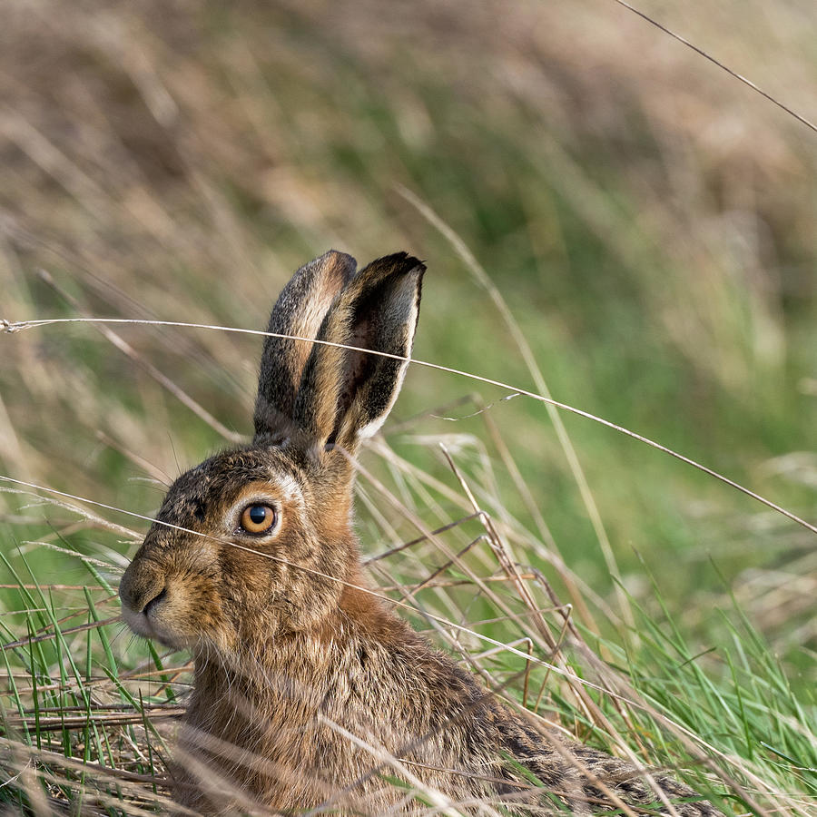 Brown Hare Portrait Photograph by Mark Hunter