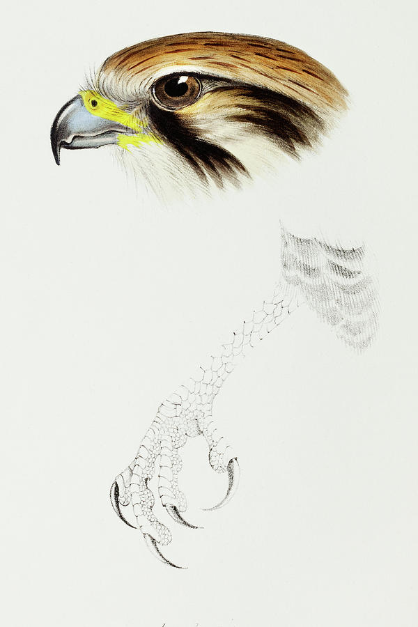 Brown hawk, Leracidia berigora Drawing by John Gould Brown hawk, Leracidia berigora Drawing by John Gould