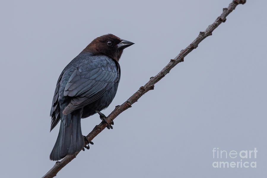 Spring Photograph - Brown-headed Cowbird Claims a Twig by Nancy Gleason