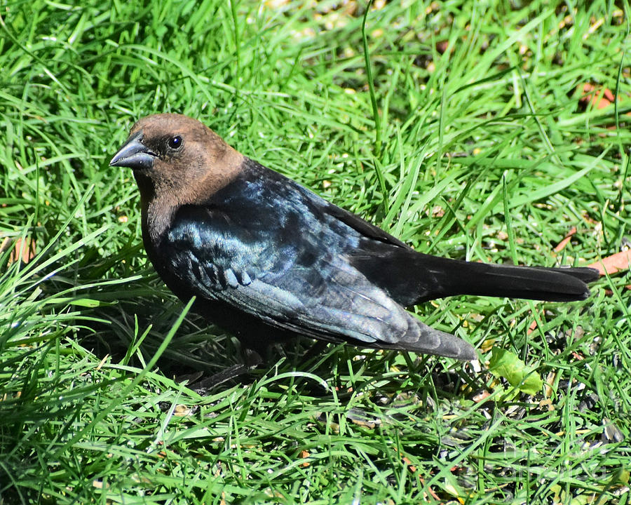 Brown-headed Cowbird Photograph by Kathy M Krause