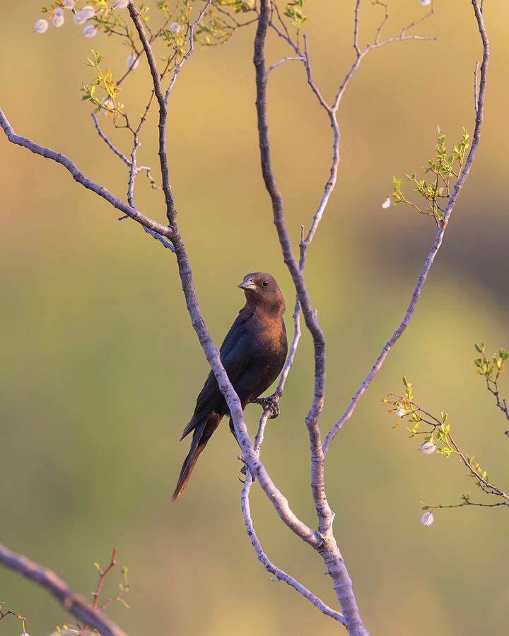 Wildlife Photograph - Brown-headed Cowbird - male by Rosemary Woods Images