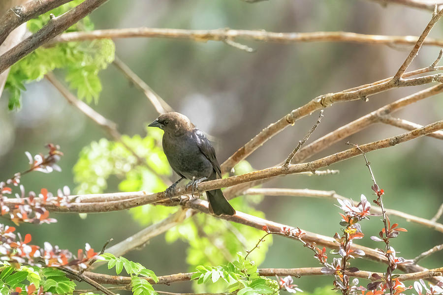Brown-headed Cowbird Sitting In A Tree Photograph