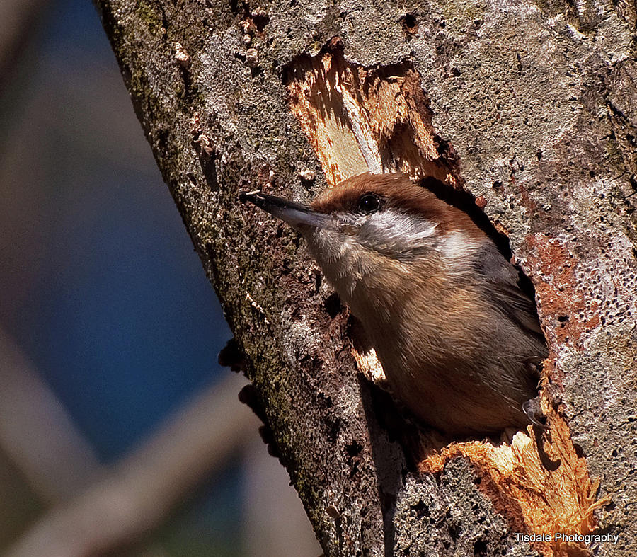 Brown Headed Nuthatch Photograph by John Harding