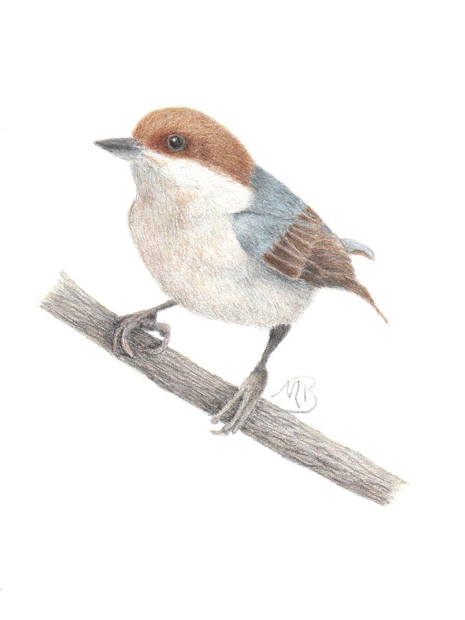 Brown-Headed Nuthatch Painting by Monica Burnette