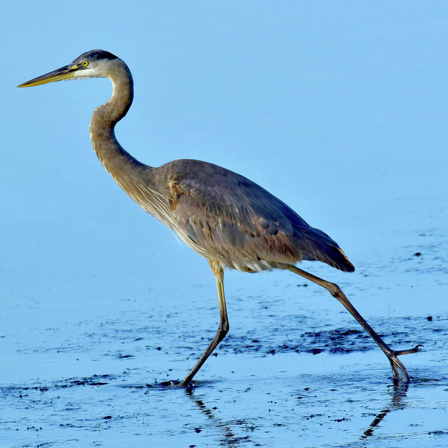 Brown Heron #3 Photograph by Larry Kaiser | Pixels