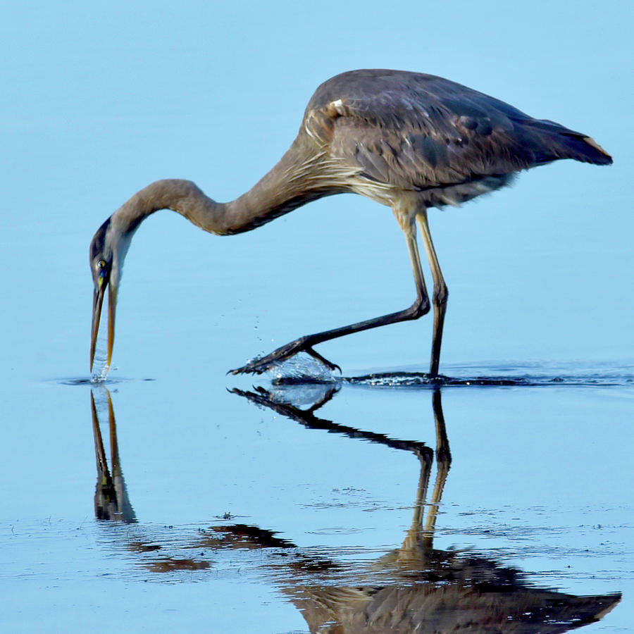 Brown Heron 4 Photograph By Larry Kaiser Fine Art America