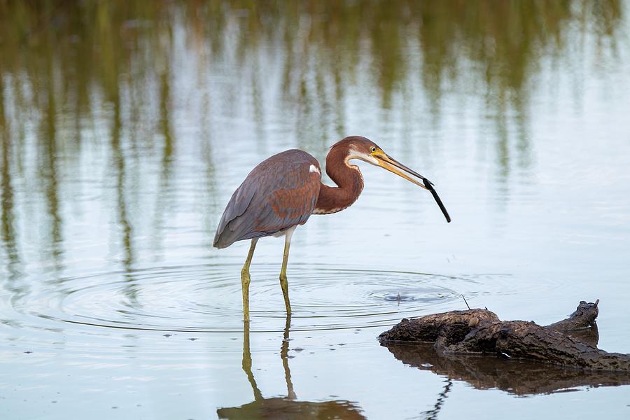 Brown Heron Photograph By Frank Pisano Fine Art America