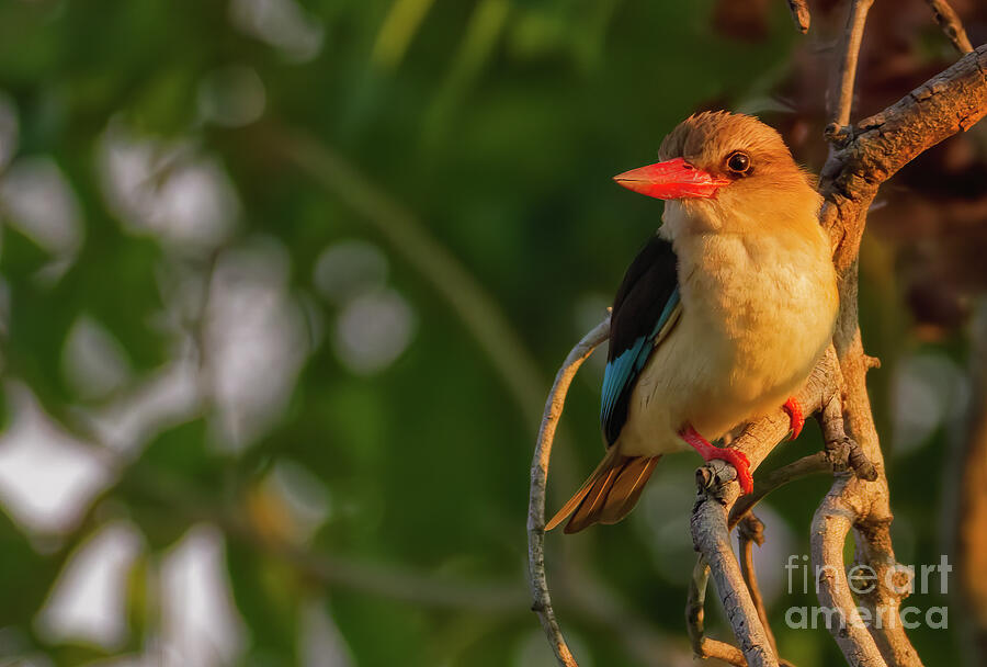 Beautiful Bird on a Branch Photograph - Brown Hooded Kingfisher at Sunrise by Natural Focal Point Photography