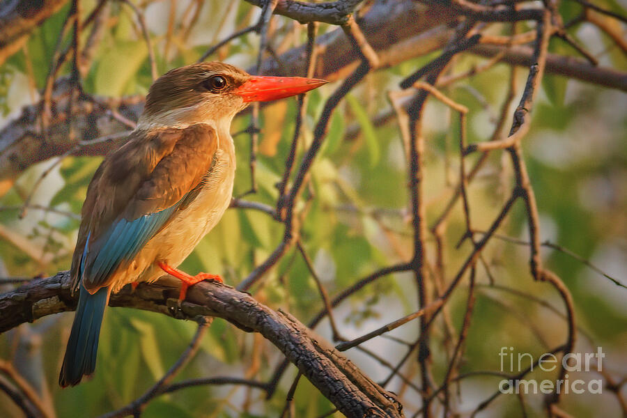 Colorful Kingfisher on Tree Branch Photograph - Brown Hooded Kingfisher on Tree Branch by Natural Focal Point Photography