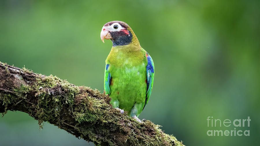 Brown Hooded Parrot Photograph by Ed McDermott